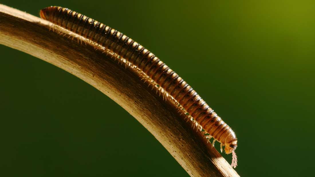 Millipedes tuvplāns uz koka gabala