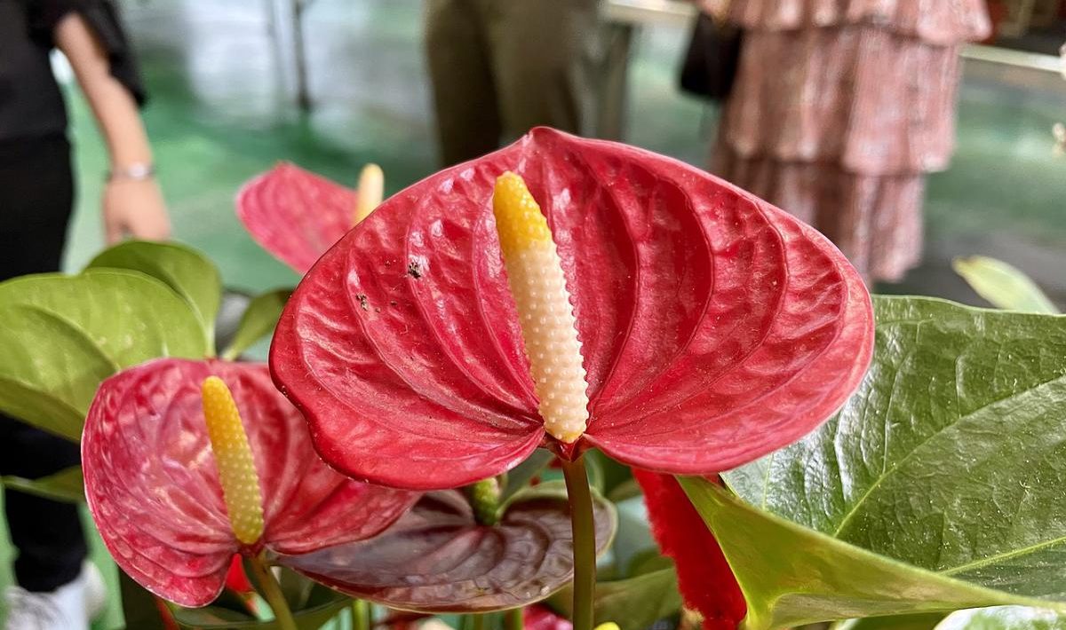 Anthurium