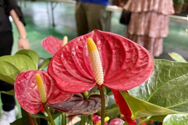 Anthurium