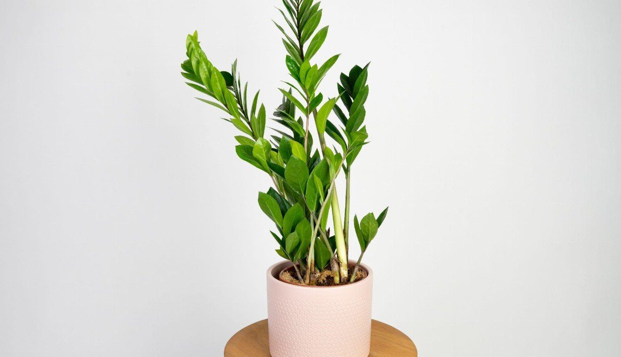 Zamioculcas