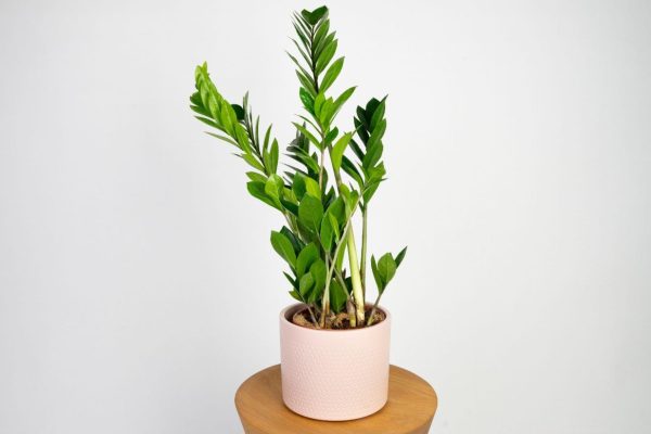 Zamioculcas