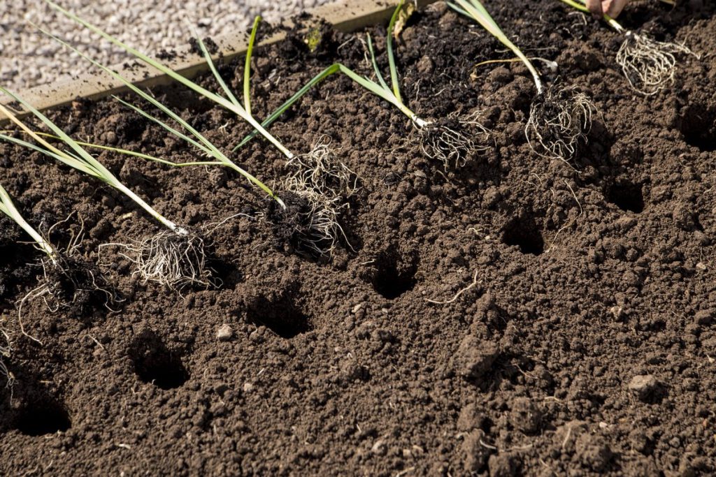 Mans noslēpums sīpolu stādu audzēšanā: kā es ieguvu lielas un veselīgas galvas!