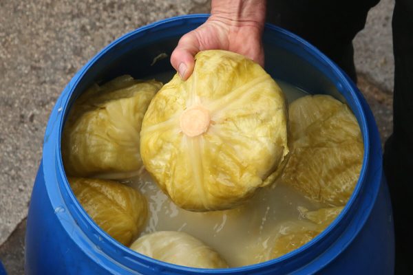 kāpostu mucā