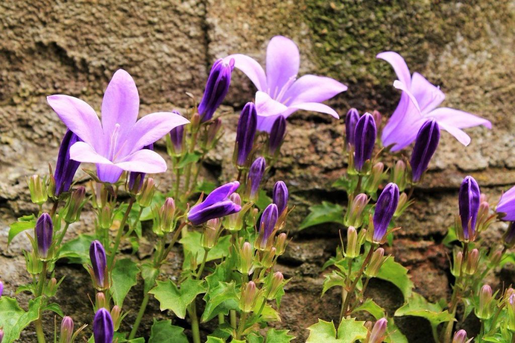 Jauka ziemciete apstādījumiem un neglītām vietām dārzā. Gargana bellflower puķe - audzēšana un izmantošana