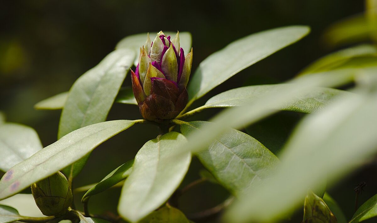 Rododendru