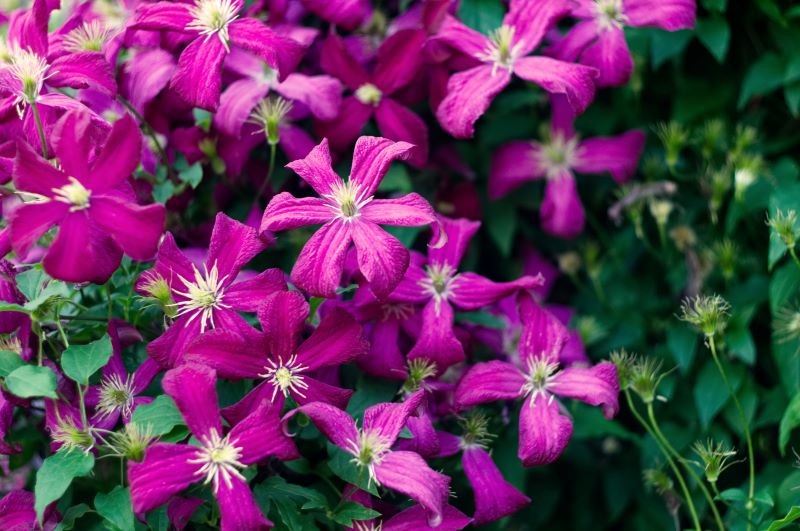 Clematis veidos pārsteidzošu duetu ar rozēm.