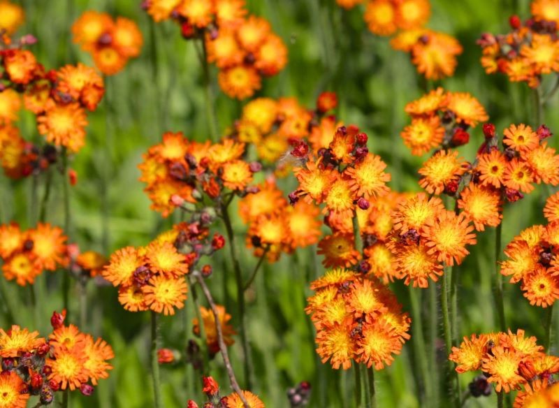 hawkweed