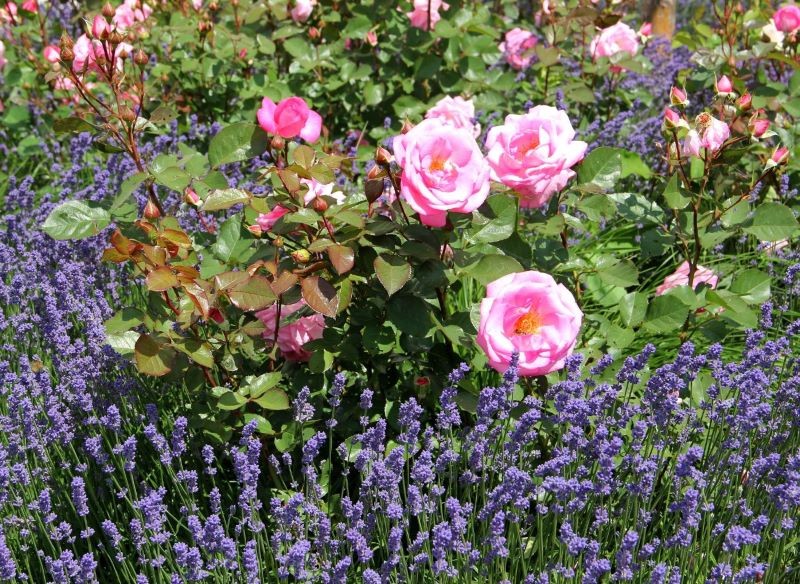 Lavanda pasargās rozes no kaitēkļiem.