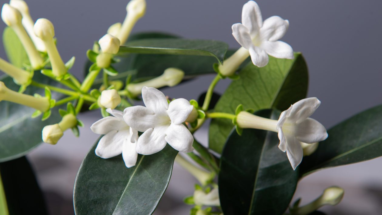 stephanotis