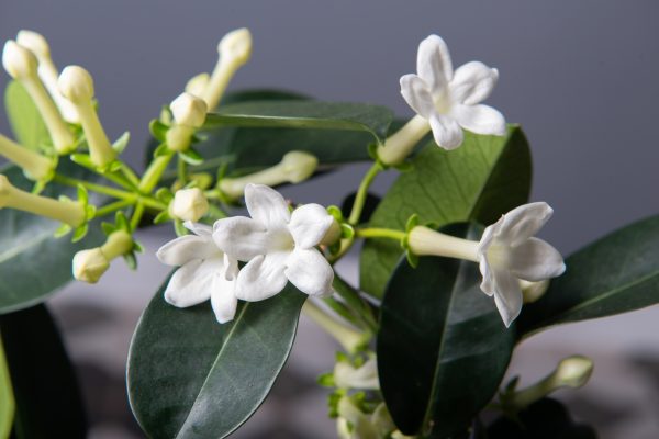 stephanotis