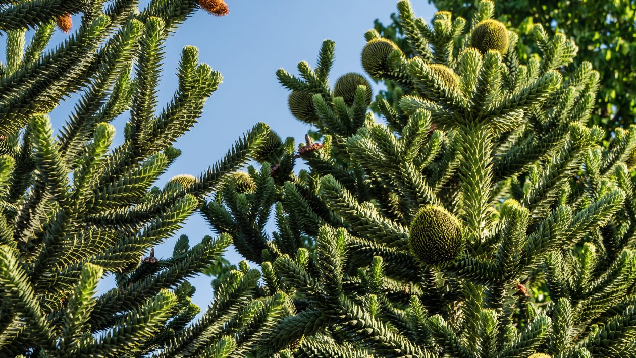 Araucaria