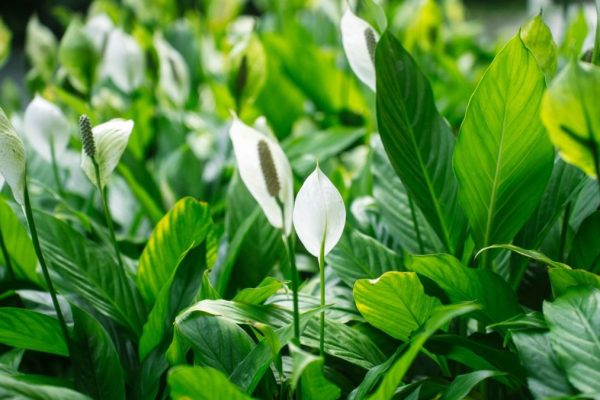 Spathiphyllum