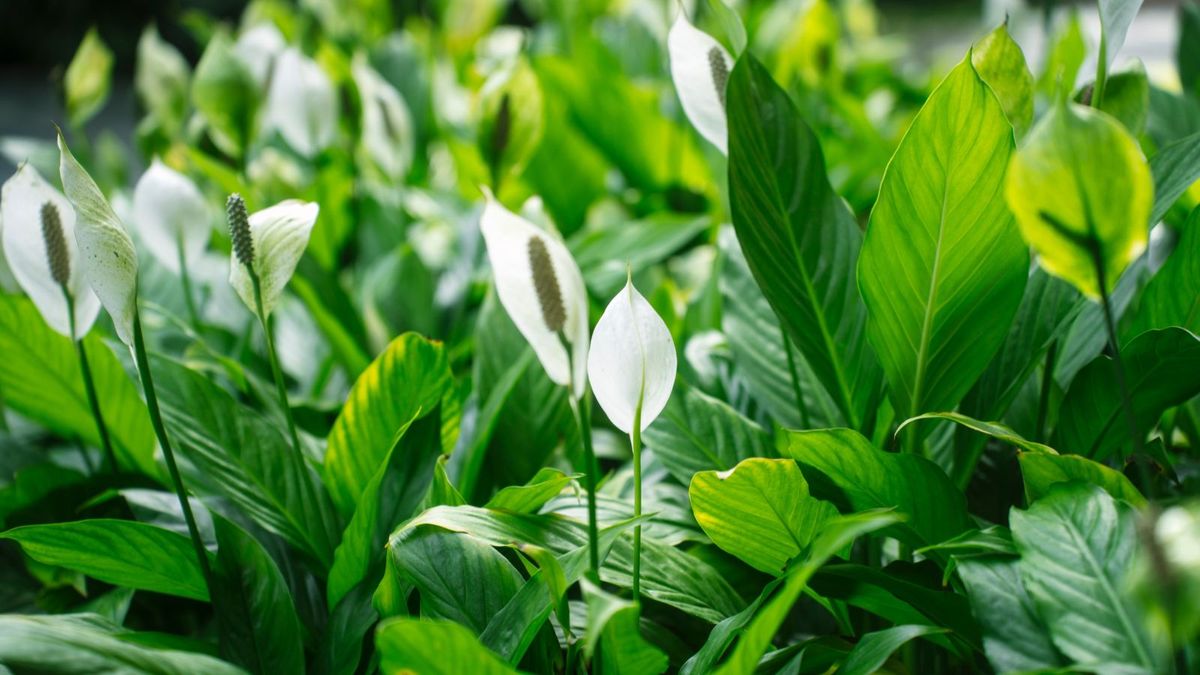 Spathiphyllum