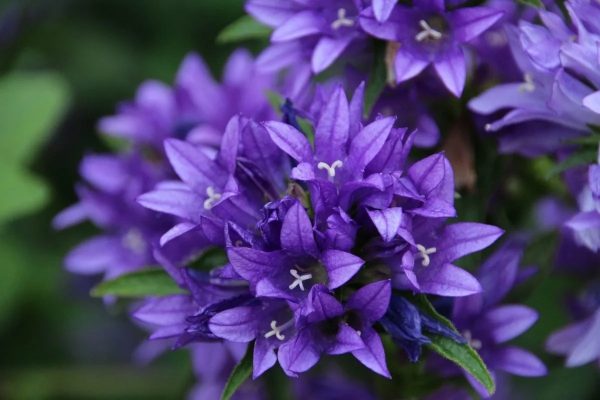 Gargana bellflower