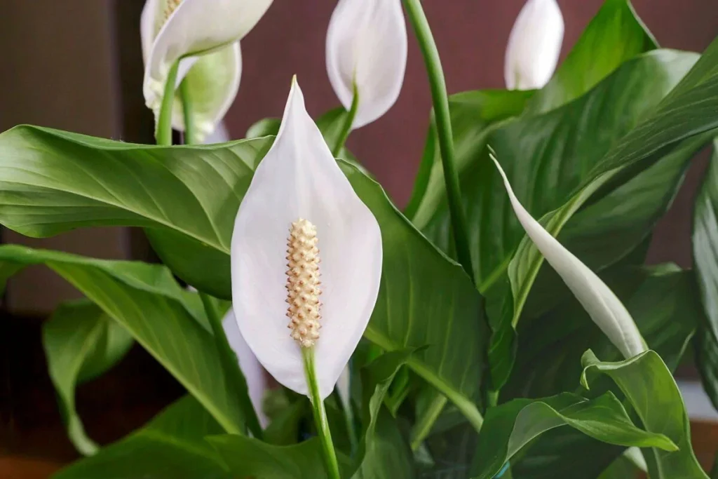 Saskaņā ar fen šui ekspertu teikto, kur ievietot Spathiphyllum savās mājās, lai iegūtu līdzsvaru, labklājību un pozitivitāti