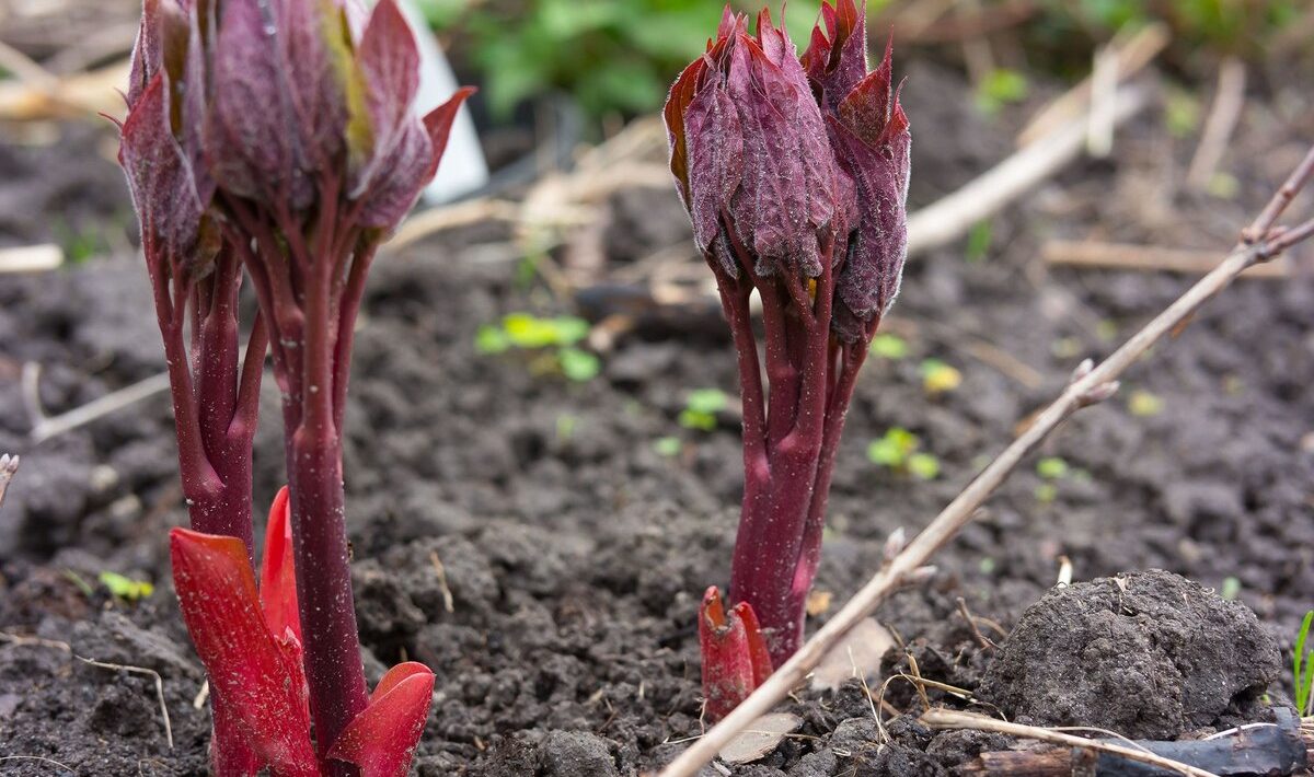 peonijas