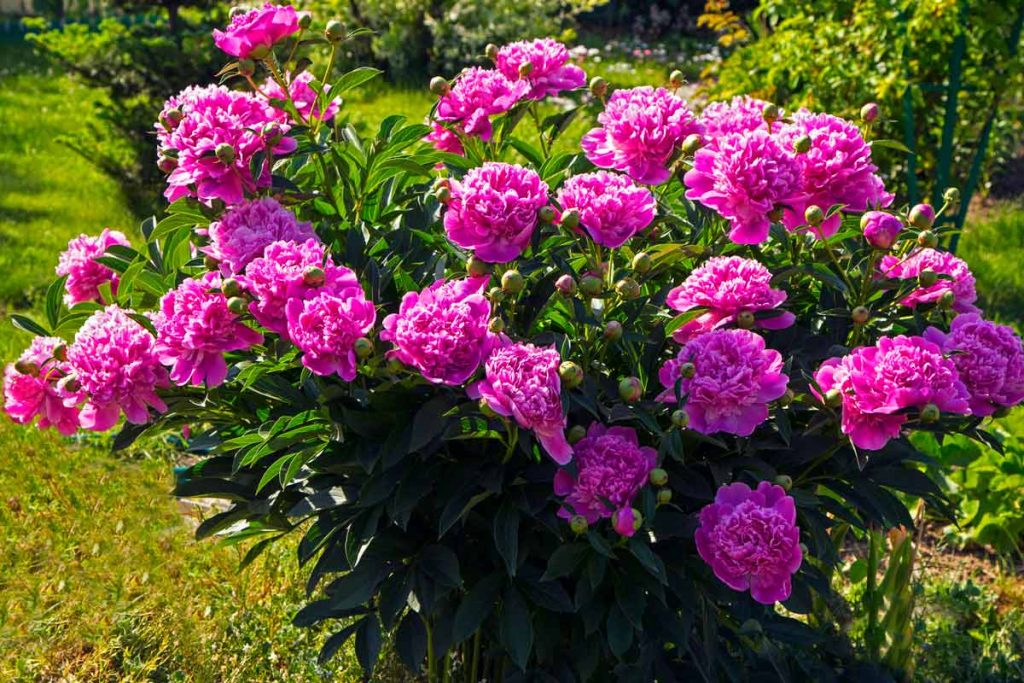 Vietas sagatavošana peonijas stādīšanai. Kādi balsti peoniju krūmiem?