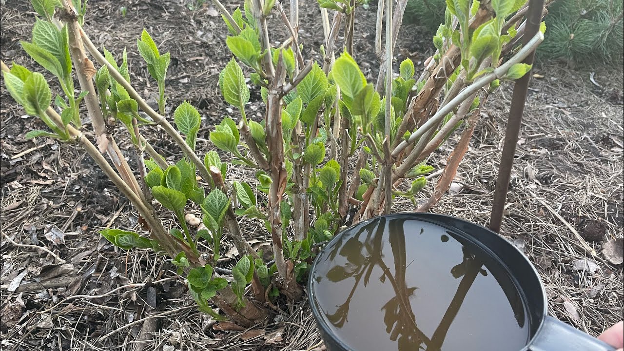 Dabīgie mēslošanas līdzekļi un mulčēšana hortenzijas. Tās jums pateiksies ar sulīgu un ilgu ziedēšanu