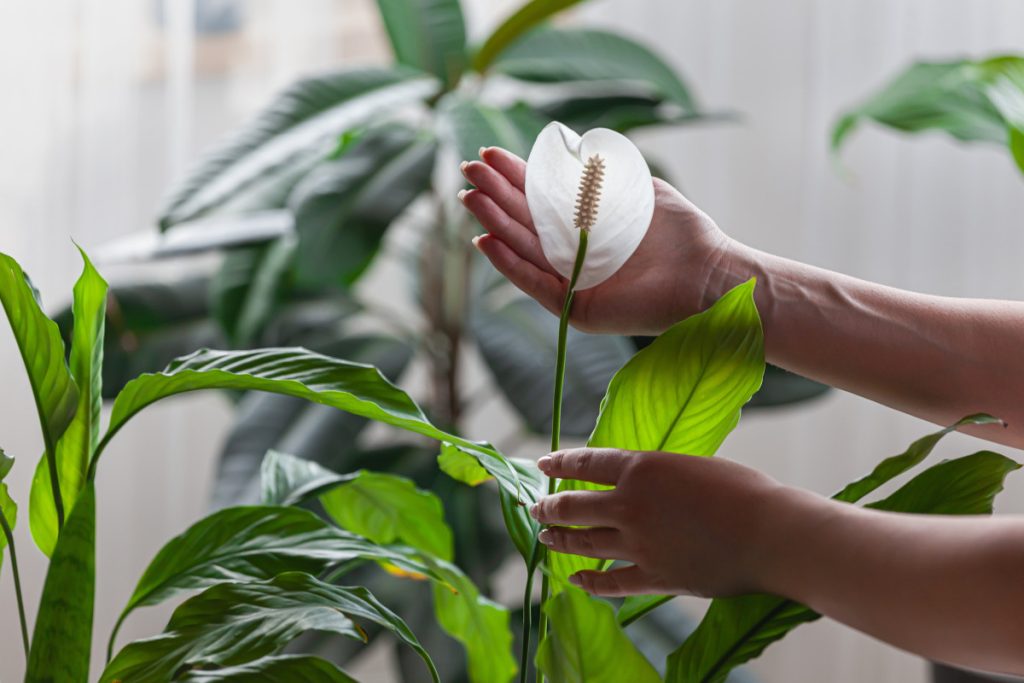 Saskaņā ar fen šui ekspertu teikto, kur ievietot Spathiphyllum savās mājās, lai iegūtu līdzsvaru, labklājību un pozitivitāti