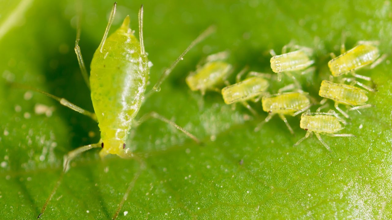 Kādi kaitēkļi uzbrūk augiem agrā pavasarī? Uzmanieties uz šiem simptomiem