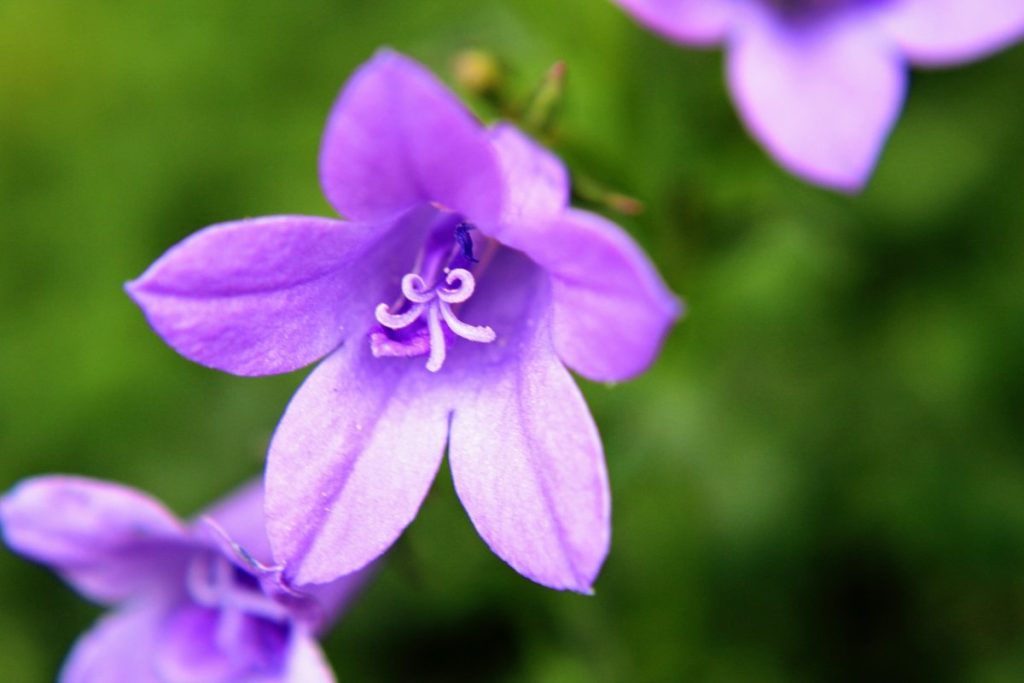 Jauka ziemciete apstādījumiem un neglītām vietām dārzā. Gargana bellflower puķe - audzēšana un izmantošana