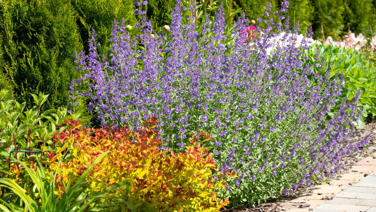 lavanda