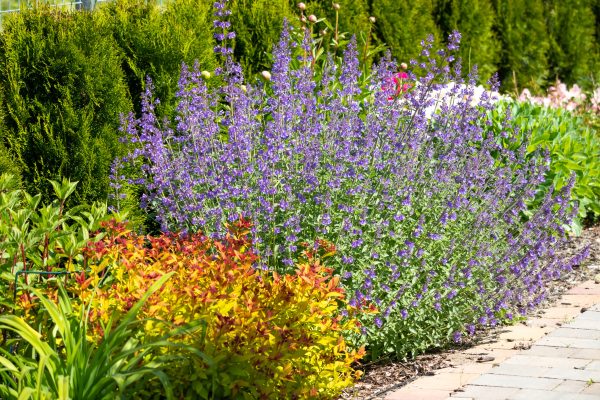 lavanda