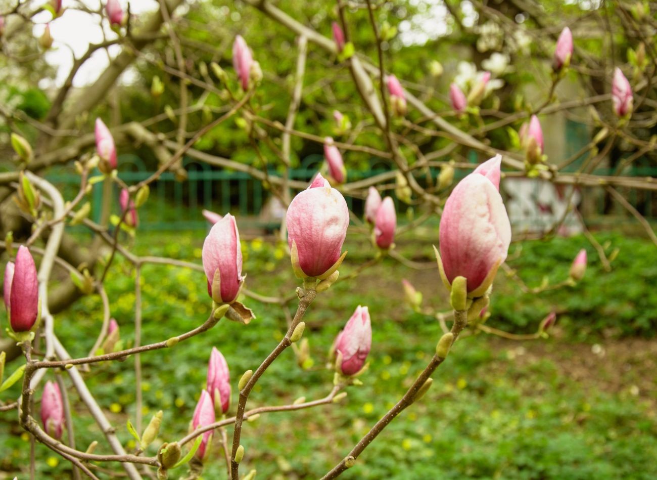 Kas magnolijas vajadzīgs pavasarī? Izkaisiet to apkārt, un tas lieliski ziedēs.