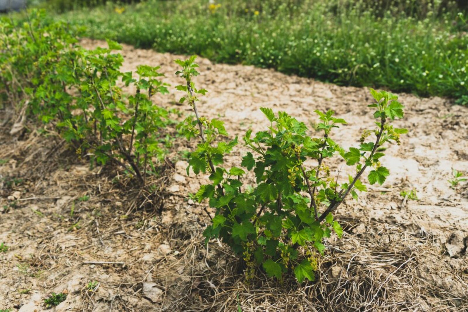 Ko stādīt blakus ērkšķogām? Laba apkārtne dubulto ražu un atbaida kaitēkļus