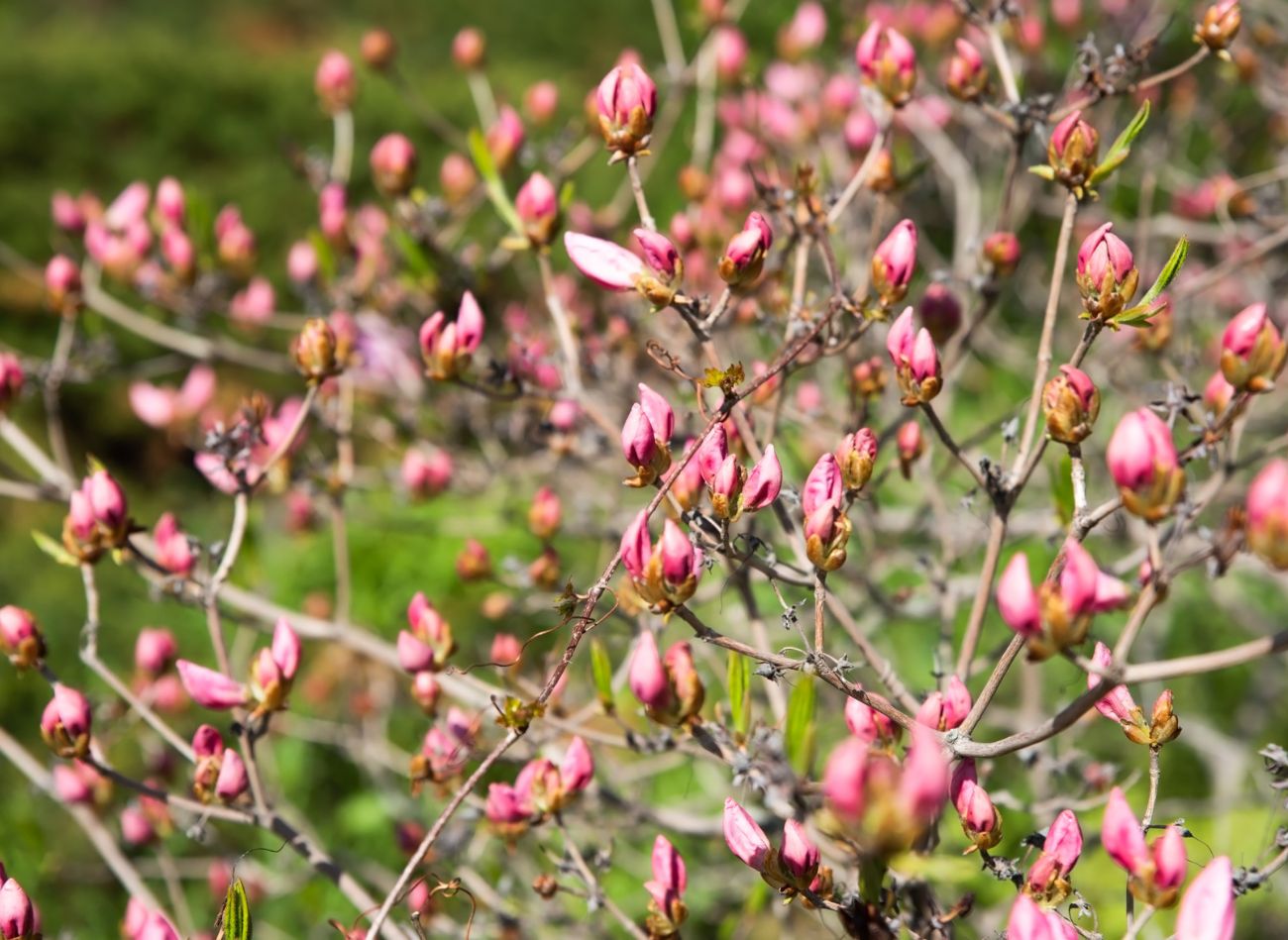 Kas magnolijas vajadzīgs pavasarī? Izkaisiet to apkārt, un tas lieliski ziedēs.