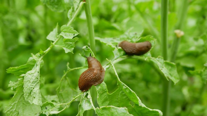 Slugu nematodes ir vērts lietot jau agrā pavasarī.