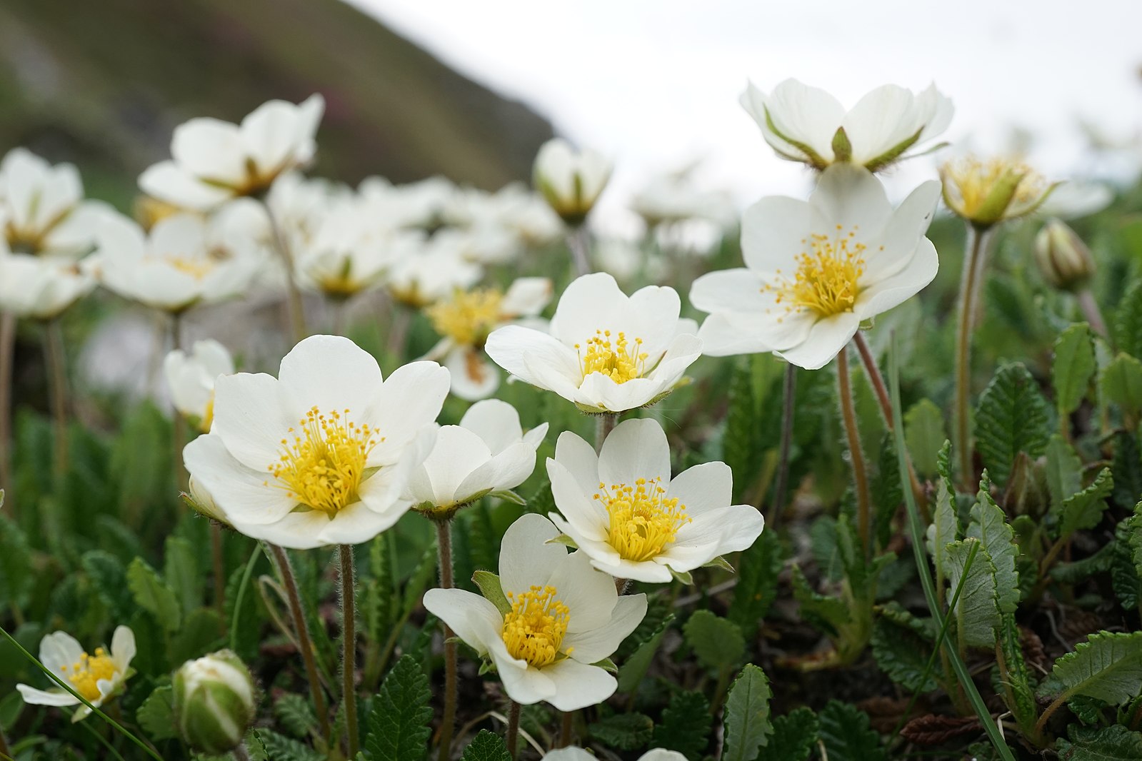 Astoņlapu ozols (Dryas octopetala) - audzēšana un izmantošana