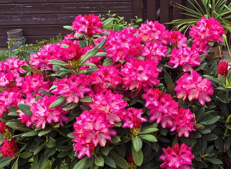 rododendrs