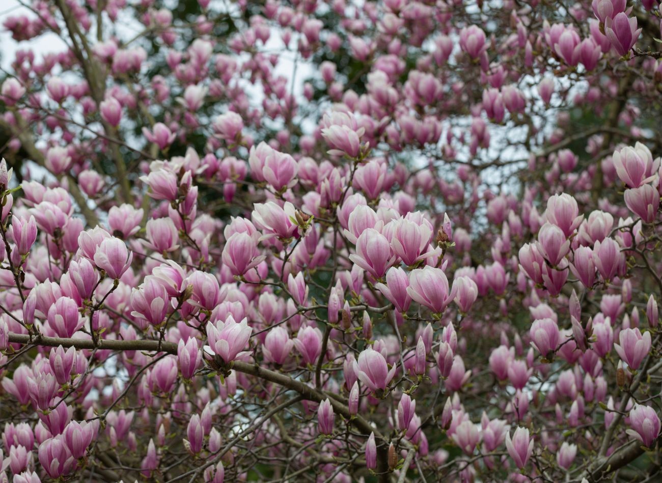 Kas magnolijas vajadzīgs pavasarī? Izkaisiet to apkārt, un tas lieliski ziedēs.