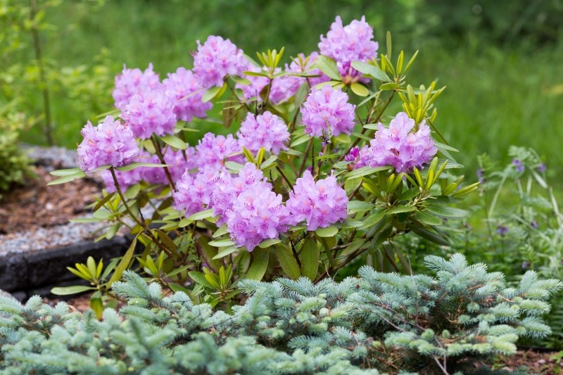 ko stādīt blakus rododendram