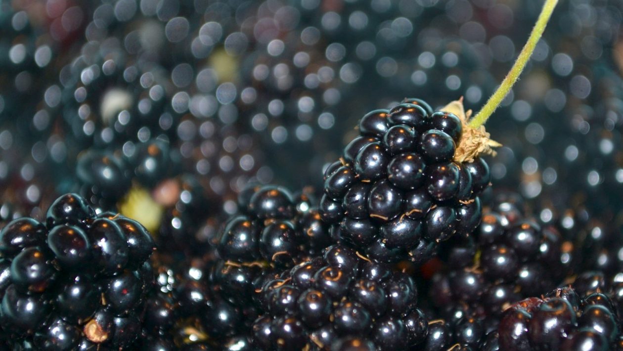 fresh blackberries 2 1243927