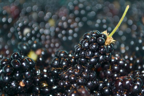 fresh blackberries 2 1243927