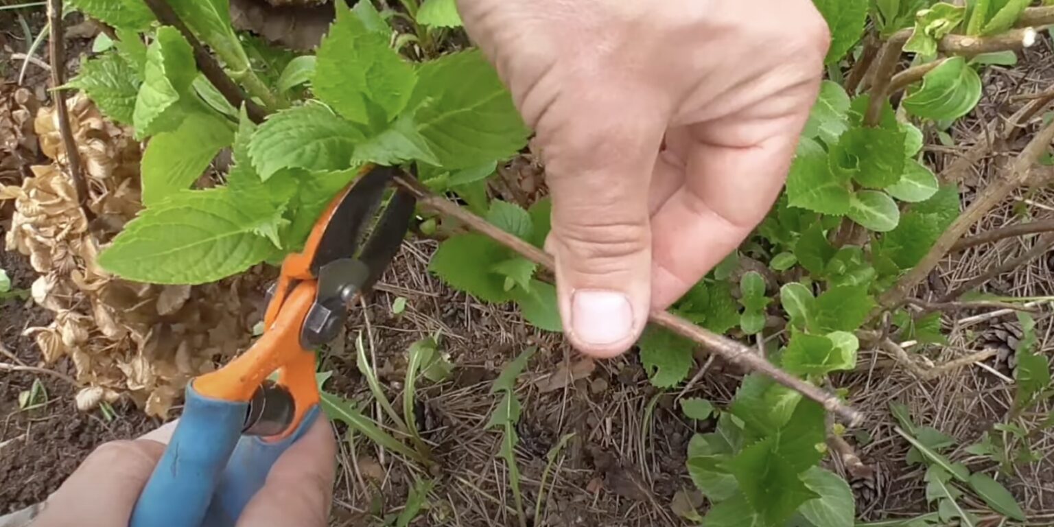 Vai kāpšanas hortenzijas ir jāapgriež pavasarī? Atzarošanas noteikumi un aprūpe