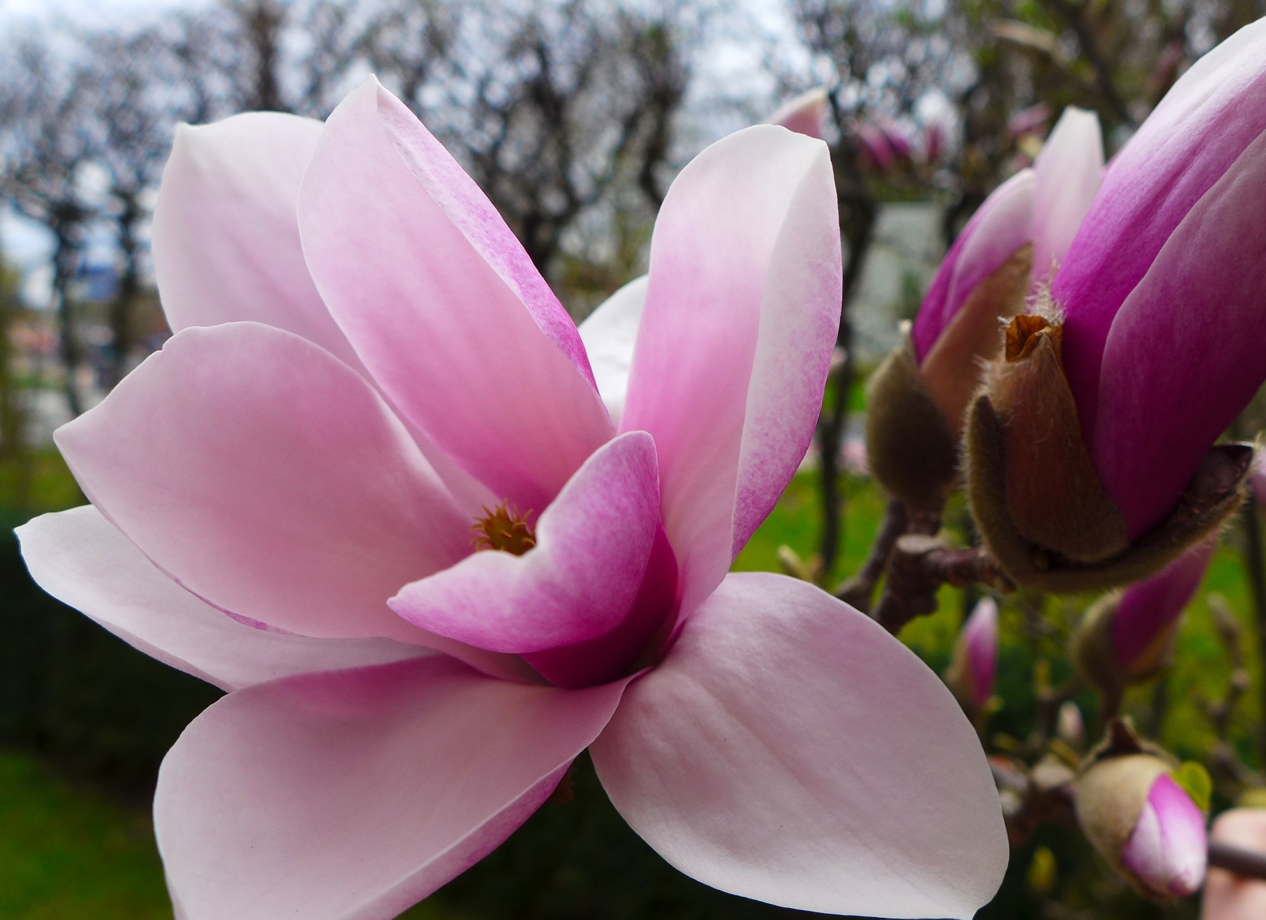 Kas magnolijas vajadzīgs pavasarī? Izkaisiet to apkārt, un tas lieliski ziedēs.