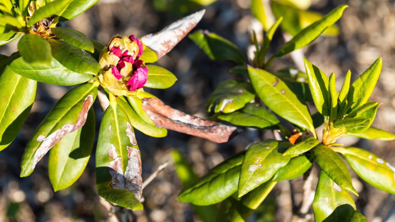 rododendru