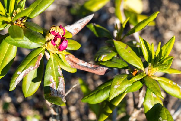 rododendru