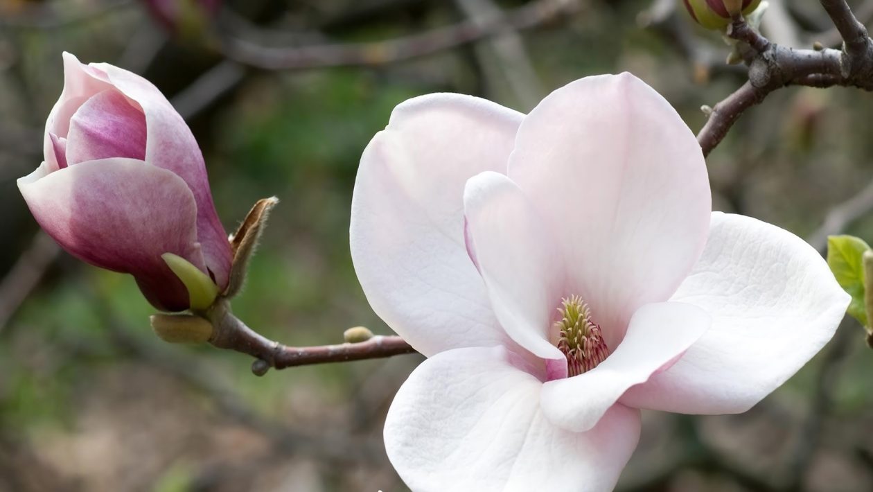 magnolijas