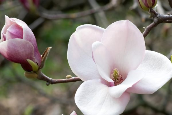 magnolijas