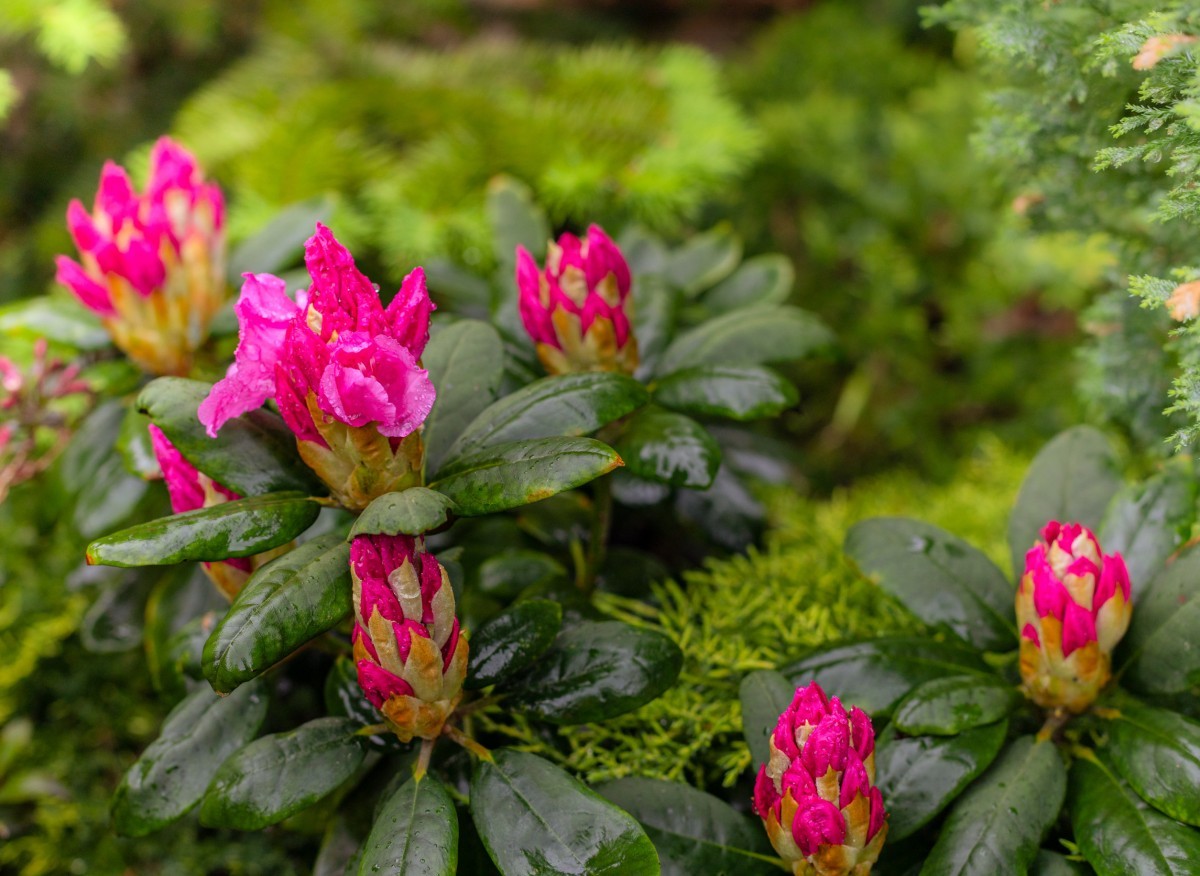 Kāpēc rododendru lapas sāk brūnēt? Pareiza rododendru aprūpe