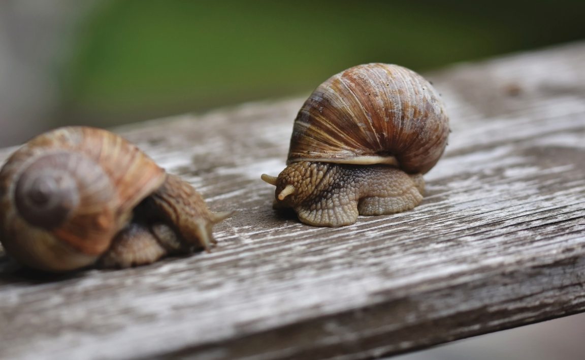 Animals Snails and mollusks Two large snails sitting on a board 169407 9