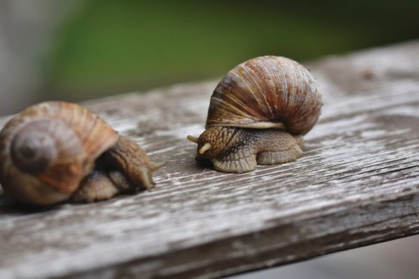 Animals Snails and mollusks Two large snails sitting on a board 169407 9