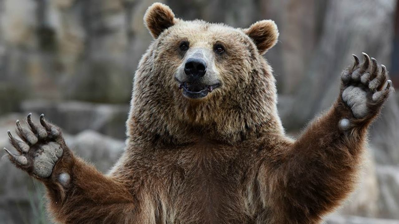 Kāds dzīvnieks jūs raksturo saskaņā ar jūsu dzimšanas gadu?