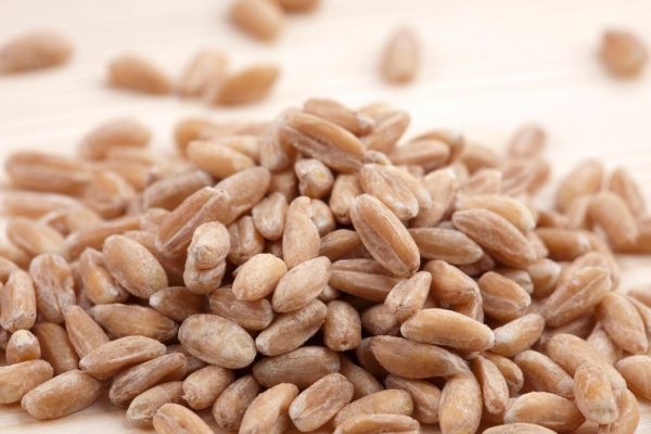 Senie graudi atgriežas labvēlībā. Viņam ir daudz vitamīnu un dabas probiotika, kas notiek mātes pienā