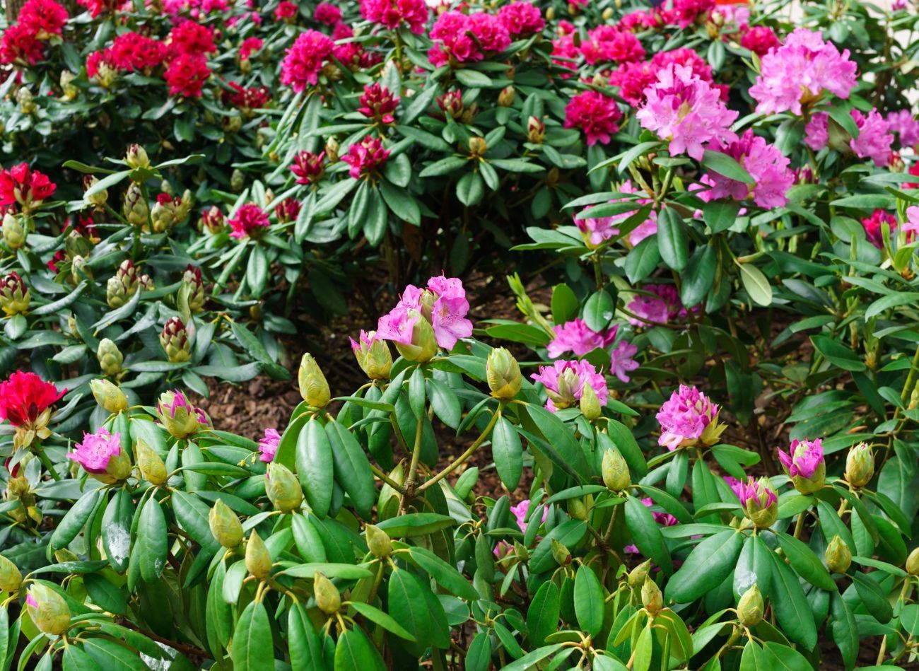 5 visizplatītākās kļūdas rododendru audzēšanā. Tāpēc rododendrons zied slikti un ir slims