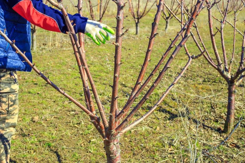 Lai darbinātu augļu kokus, mēs varam izmantot dabiskos vai mākslīgos mēslojumus.